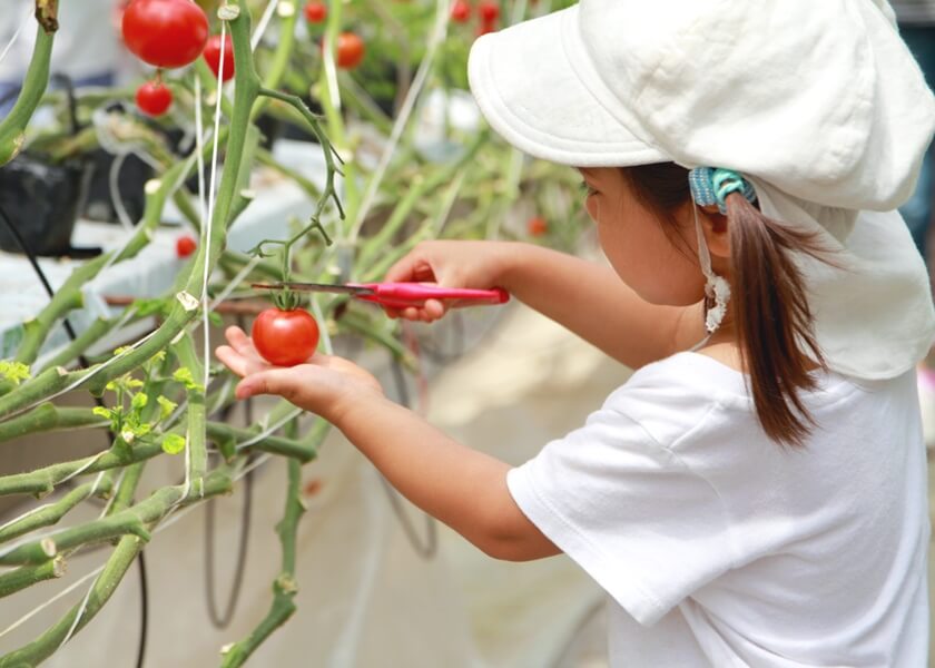 農業体験の様子