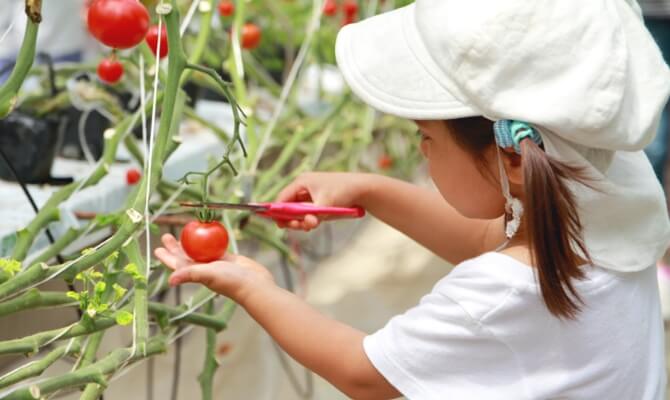 農業体験の様子